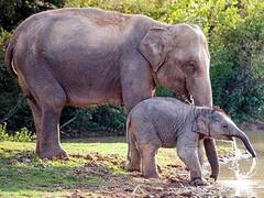 झारखंड में जारी है हाथियों और इंसानों के बीच संघर्ष, 8 महीने में 55 लोगों और 10 Elephants हुई की मौत