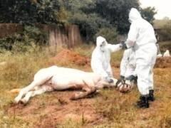 गायों में लंपी के बाद अब घोड़ों में पाई गई ग्लैंडर्स बीमारी, राजस्थान के झुंझनू में मिले दो केस