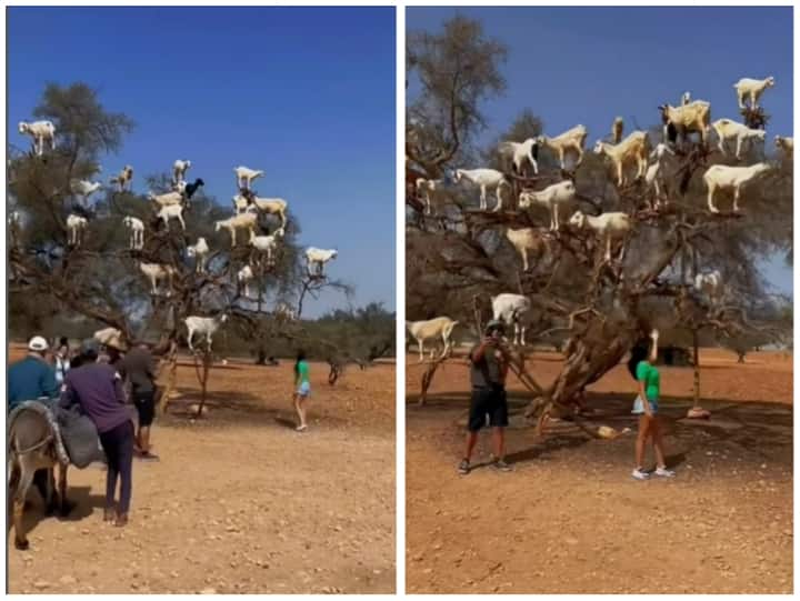 Goats climbing on argan tree in Morocco in viral video Video: पेट भरने के लिए बकरियों को उठाना पड़ रहा रिस्क, सेल्फी लेते नजर आए पर्यटक 