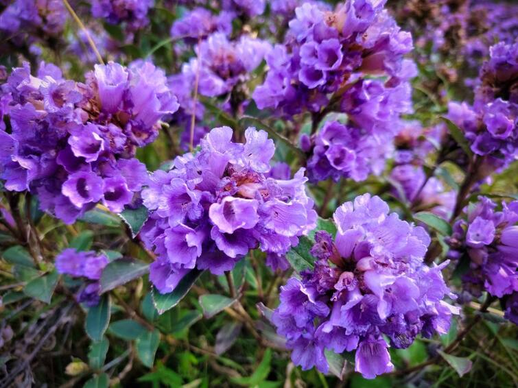 Rare NeelaKurinji Flowers Bloom In Chikmagalur; Once In A Blue Moon Opportunity You Cannot Miss! | Watch Why Video Neelakurinji: குறிஞ்சி மலரே.. 12 வருஷங்கள்.. மேற்கு தொடர்ச்சி மலையில் பூத்துக்குலுங்கும் நீலக்குறிஞ்சி.. வைரல் வீடியோ..