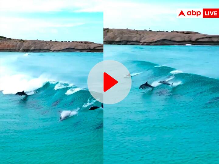 Dolphin surfing over clean blue ocean waves wining internet viral video समुद्र में डॉल्फिन को सर्फिंग करता देख आप भी सोचेंगे, असली Video है या एनिमेटेड फिल्म..!