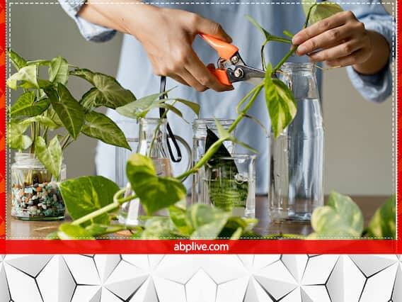 મોટાભાગના ઘરોમાં મની પ્લાન્ટનો છોડ હોય છે. ધનની અછત દૂર કરવા અને આર્થિક સ્થિતિ સુધારવા માટે ઘરમાં મની પ્લાન્ટ લગાવવો શુભ માનવામાં આવે છે. એવું માનવામાં આવે છે કે જે ઘરમાં મની પ્લાન્ટ હોય ત્યાં દેવી લક્ષ્મીની કૃપા રહે છે.