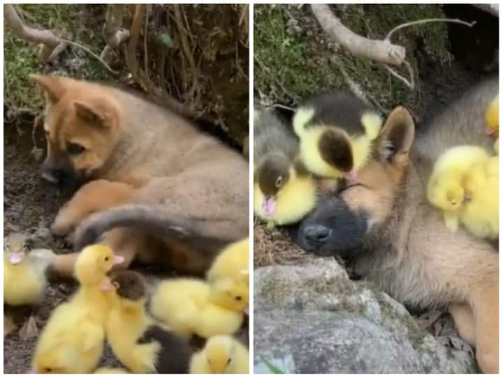 Bunch of ducklings snuggling with a puppy in Cute Viral Video Video: पिल्ले के साथ खेलती नजर आई बत्तख, दिल जीत लेगा वीडियो
