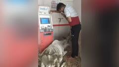 ATM ਨੂੰ ਵਾੜਾ ਸਮਝ ਬੈਠੀ ਗਾਂ, ਫਿਰ ਜੋ ਕੀਤਾ ਗਾਂ ਨੇ...