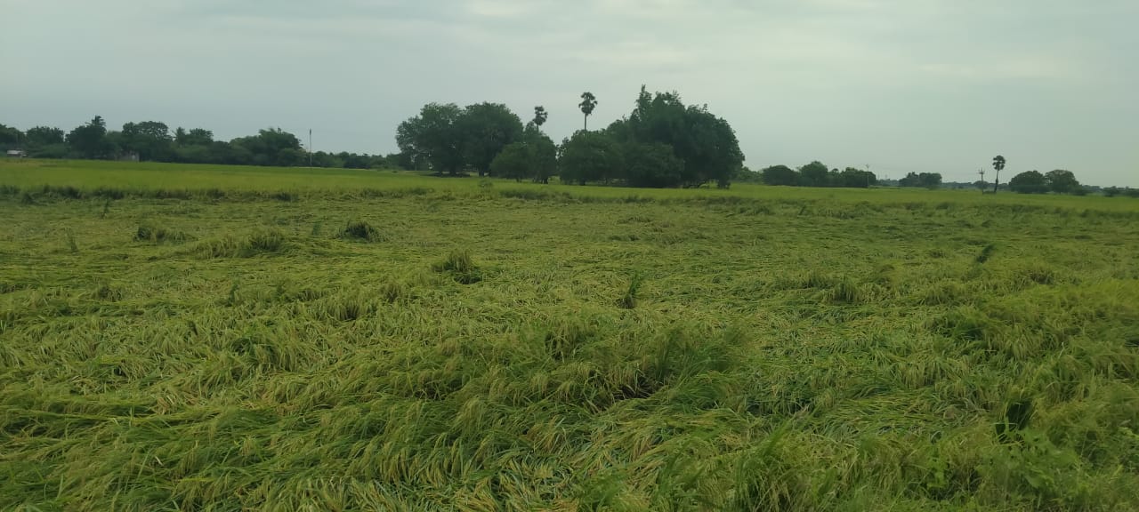 தஞ்சையில் கனமழை...அறுவடைக்கு தயாராக இருந்த குறுவை பயிர்கள் சாய்ந்தன