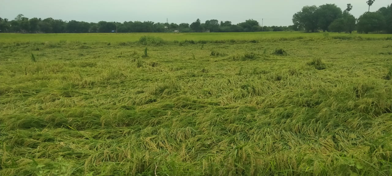 தஞ்சை மாவட்டத்தில் கொட்டித்தீர்த்த மழையால் கொள்முதல் பணிகளில் பாதிப்பு