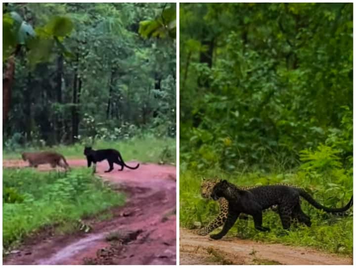 Users were surprised to see the friendship of Leopard and Jaguar Video: जंगल में घटी अजीबोगरीब घटना, तेंदुआ और जगुआर के बीच हुई दोस्ती