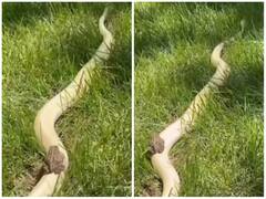 मौत की सवारी या खतरों का खिलाड़ी, विशालकाय सांप के पीठ पर घूमता दिखा मेढक