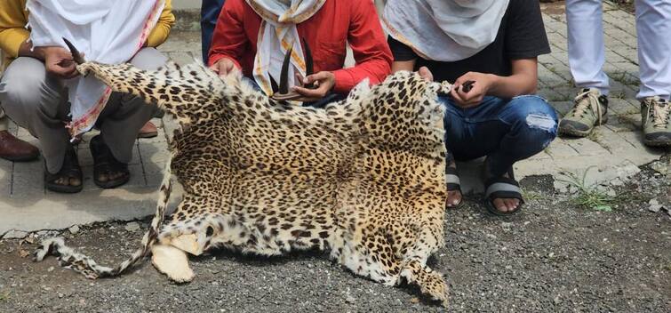 maharashtra news nashik news Involvement of forest department suspect in leopard skin smuggling case Nashik Leopard : 'शिक्षण वकिलीचे, काम तस्कराचे', बिबट कातडी तस्करी प्रकरणात 'वनविभागा'च्या एकाचा हात