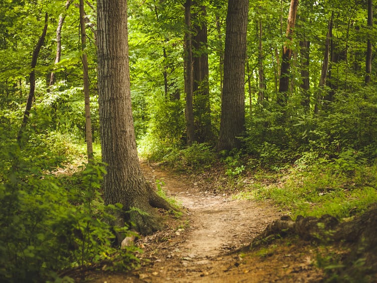 Vrindavan City Forest: वृंदावन में बनेगा देश का सबसे बड़ा सिटी फॉरेस्ट, लगाए जाएंगे पौराणिक महत्व के 25 तरह के पेड़ up news country's largest city forest will be built in Vrindavan, 25 trees of mythological importance will be planted Vrindavan City Forest: वृंदावन में बनेगा देश का सबसे बड़ा सिटी फॉरेस्ट, लगाए जाएंगे पौराणिक महत्व के 25 तरह के पेड़