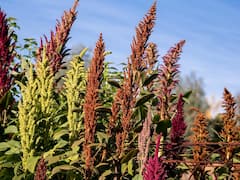 किसानों के लिये बंपर कमाई का सुनहरा मौका, इन सर्दियों में जरूर उगायें शाही अनाज राजगिरा