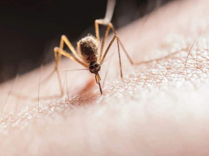 West Bengal: 840 New Dengue Cases Reported Ahead Of Durga Puja Celebrations