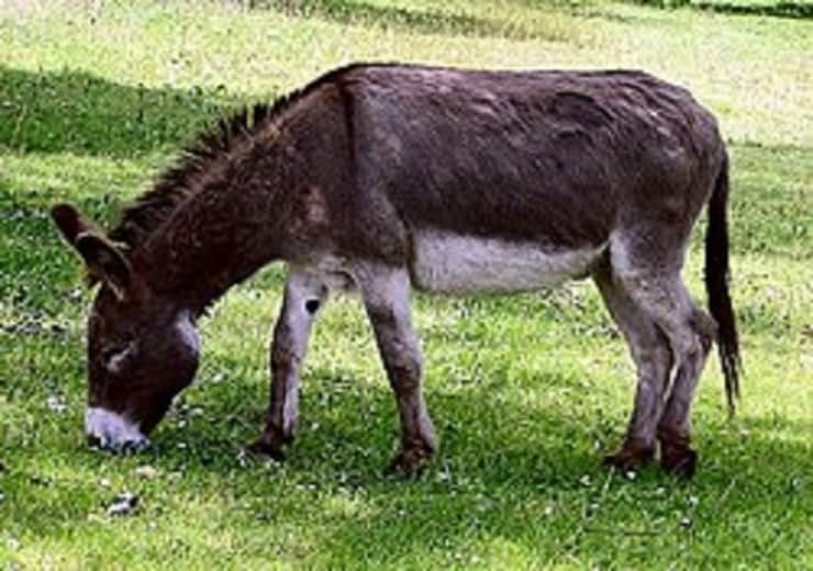 donkey is not fool misunderstanding donkey more intelligent than the horse Fact About Donkey: आपको भी लगता है कि मूर्ख होता है गधा तो गलतफहमी में हैं आप, घोड़े से भी ज्यादा बुद्धिमान है ये