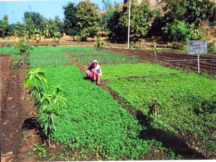 Preparation of Vegetable Nursery for better Production of Rabi seasonal crop Vegetable Nursery: रबी सीजन की खेती के लिए इस तरह तैयार करें सब्जियों की नर्सरी, 21 दिन में तैयार हो जाएंगे पौधे