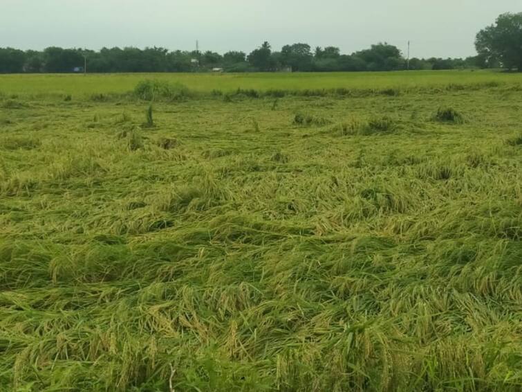 Thanjavur: crops have fallen down due to heavy rain in thanjavur TNN தஞ்சையில் கனமழை...அறுவடைக்கு தயாராக இருந்த குறுவை பயிர்கள் சாய்ந்தன