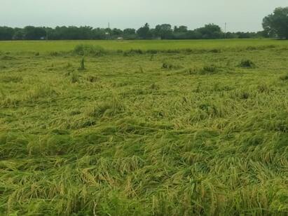 Thanjavur: crops have fallen down due to heavy rain in thanjavur TNN தஞ்சையில் கனமழை...அறுவடைக்கு தயாராக இருந்த குறுவை பயிர்கள் சாய்ந்தன