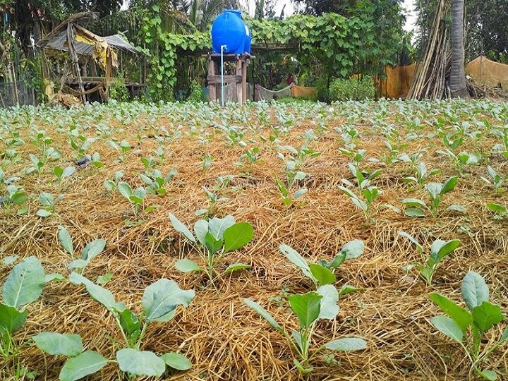 Vegetable Nursery: रबी सीजन की खेती के लिए इस तरह तैयार करें सब्जियों की नर्सरी, 21 दिन में तैयार हो जाएंगे पौधे