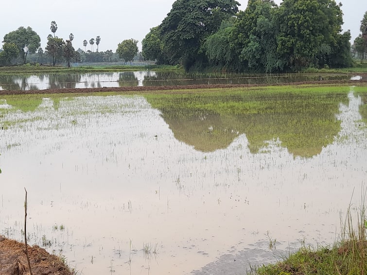 thiruvarur district heavy rain paddy damage TNN திருவாரூர்: கனமழையால் 1000 ஏக்கர் சம்பா நெல் பயிர்கள் மழை நீரில் மூழ்கின - விவசாயிகள் வேதனை