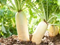 Top Vegetables: इन 11 सब्जियों की खेती से मिलेगा सालभर की मेहनत का फल, टॉप किस्मों से करें बुवाई