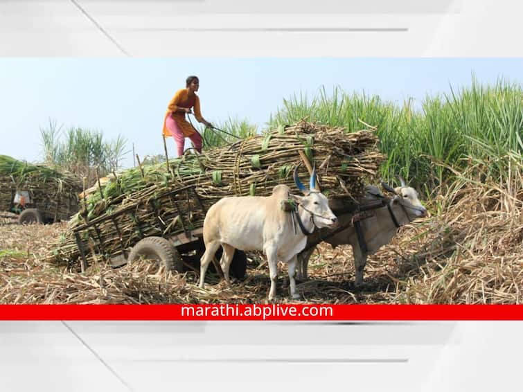 Vaccination of livestock coming from out of district for sugarcane transport in Sangli district is mandatory Lumpy Skin Disease : सांगली जिल्ह्यात ऊस वाहतुकीसाठी परजिल्ह्यातून येणाऱ्या पशुधनाचे लसीकरण अनिवार्य