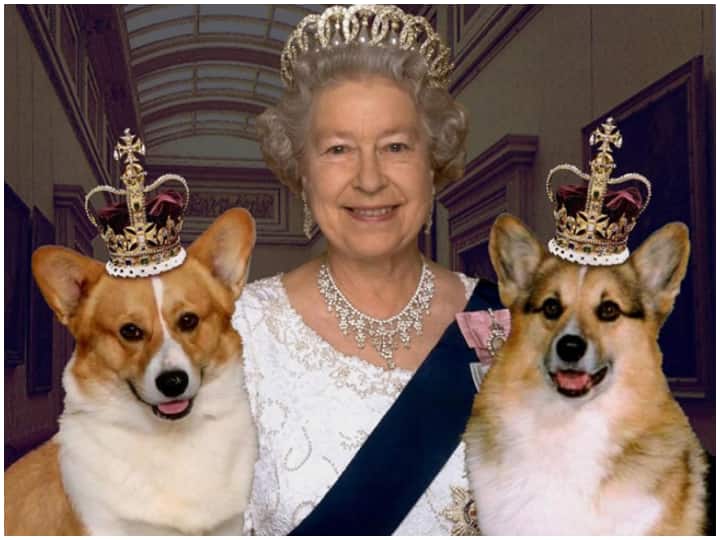 After the death of Queen Elizabeth II demand for her pet dogs increased prices doubled Britain: महारानी एलिजाबेथ-II के निधन के बाद उनके पालतू कुत्तों की डिमांड बढ़ी, दोगुना हुई कीमतें