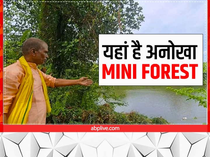 Success Story of Mba professional Kapil Dev grown mini forest of Biju Mango in Madhubani Bihar Success Story: बीजू आम और फलों के बाग लगाकर 40 एकड़ खेत को बनाया Mini Forest, तालाब में भी मछली पालन के साथ सिघाड़े उगाते हैं