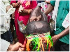 इंसान नहीं भैंस के बच्चे का हुआ मुंडन, जानें अजब मन्नत की गजब कहानी