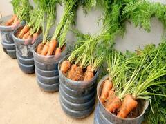 मार्केट जाने का झंझट ही खत्म, बेकार पड़ी प्लास्टिक बोतल में लें गाजर-मूली का ताजा प्रोडक्शन