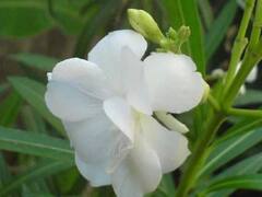 Navratri Puja: નવરાત્રિમાં નવ દિવસ સુધી માતાને અર્પણ કરો આ નવ પુષ્પો, મળશે અદભૂત લાભ