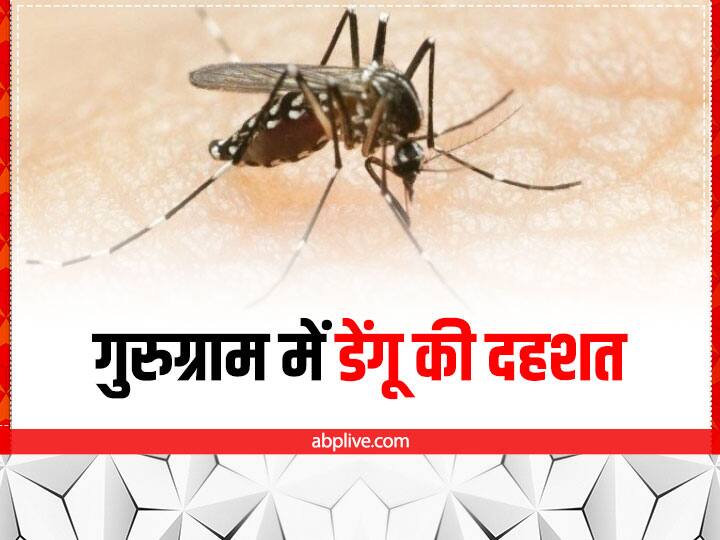 Gurugram dengue 99 cases in 7 days total number of patients 147 Gurugram Dengue Update: गुरुग्राम में डेंगू की दहशत, 7 दिनों में मिले 99 नए मामले, कुल मरीजों की संख्या 147 हुई
