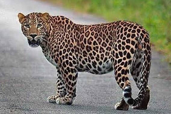 Vadodara: મંદિર પાસે દીપડો દેખાતા વન વિભાગ થયું દોડતું, જાણો પકડવા માટે શું કરાયા પ્રયાસ?