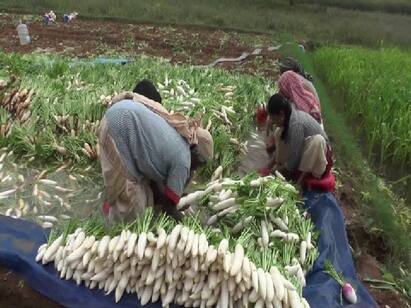 Dharmapuri raddish price increase makes Dharmapuri farmers delightful TNN கிலோ  20 ரூபாய்க்கு விற்பனையாகும் முள்ளங்கி....மகிழ்ச்சியில் தருமபுரி விவசாயிகள்..!