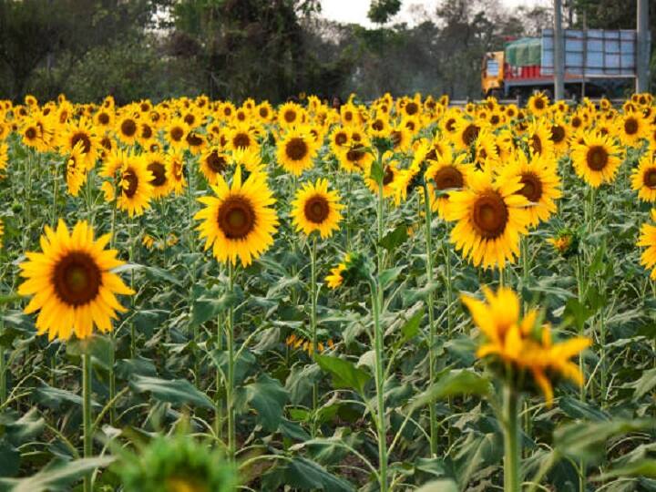 सूरजमुखी की उन्नत किस्में- सूरजमुखी की फसल से अधिक और अच्छी क्वालिटी की पैदावार के लिये उन्नत किस्मों से बुवाई करना बेहद जरूरी है. इसकी कंपोजिट और हाइब्रिड किस्में दोनों ही 90 से 100 दिनों के अंदर तैयार हो जाती है, जिनसे 40 से 50 फीसदी तेल का उत्पादन ले सकते हैं. इसकी बुवाई के लिये बीएसएस-1, केबीएसएस-1, ज्वालामुखी, एमएसएफएच-19, सूर्या किस्मों का चयन कर सकते हैं.