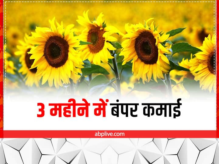 Sunflower Cultivation: सूरजमुखी एक तिलहनी फसल है, जिसके बीज और तेल की बढती खपत के चलते अब देश के ज्यादातर इलाकों में इसकी खेती की जा रही है. रबी सीजन में इसके बीजों की काफी अच्छी पैदावार मिलती है.