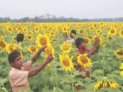 Sunflower Farming: इससे ज्यादा फायदेमंद कुछ भी नहीं,  यहां जानें सूरजमुखी की खेती का सबसे आसान तरीका
