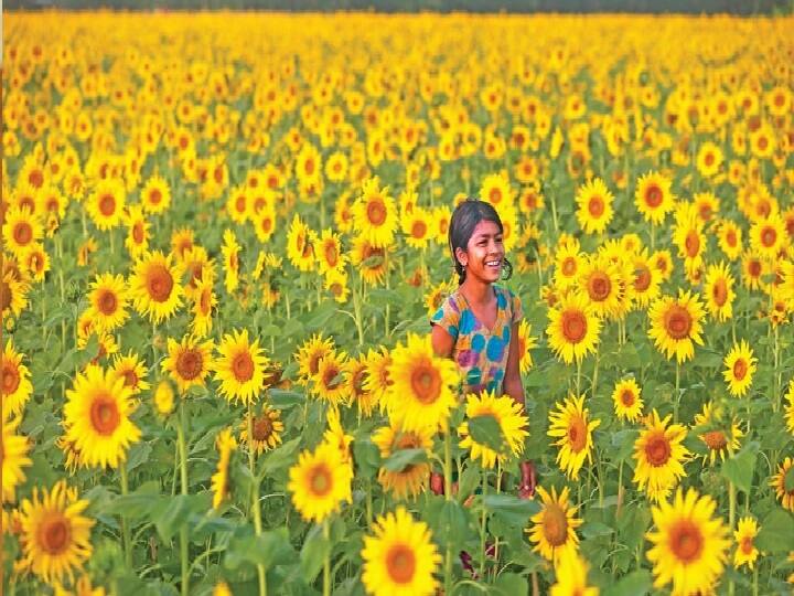 सूरजमुखी में सिंचाई- सूरजमुखी की फसल के बाहतर विकास के लिये 3 से 4 सिंचाईयां की जाती है, क्योंकि नमी के बीच इसके पौधे बेहचर ढंग से पनपते हैं. इसकी फसल में पहली सिंचाई हुवाई के 30 से 35 दिन बाद, फिर 20 से 25 दिन के अंतराल पर दूसरी सिंचाई, फसल से फूल आने पर और बीज निकलते समय भी हल्की सिंचाई का काम किया जाता है.