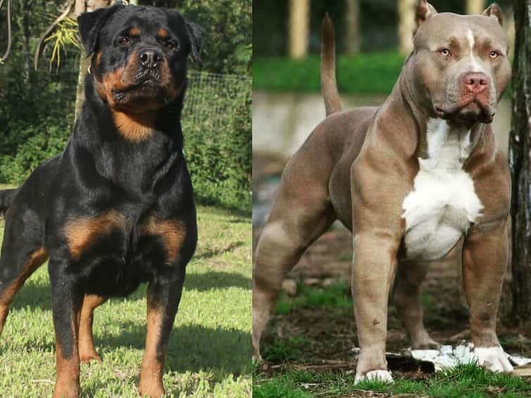 Uttar Pradesh Pitbulls Rottweilers Dogs Banned within the city limits Kanpur Dogs Banned: இவை மிகவும் ஆபத்தானவை.. ராட்வெய்லர் மற்றும் பிட்புல் வளர்க்க தடை.. மீறினால் இவ்வளவு அபராதம்..