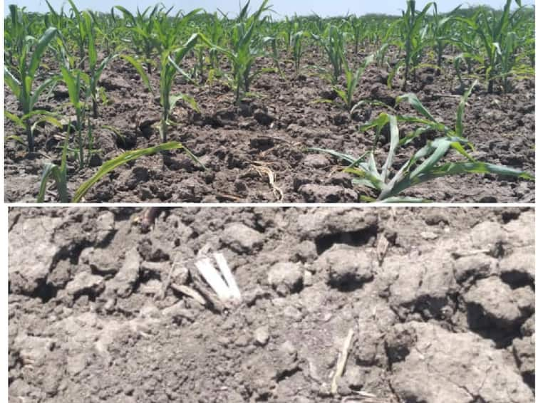 thoothukudi Farmers worry about sun-damaged maize crops TNN தூத்துக்குடியில் வெயிலால் வாடும் மக்காச்சோளம் பயிர்கள்  - விவசாயிகளுக்கு அரசு கை கொடுக்குமா..?