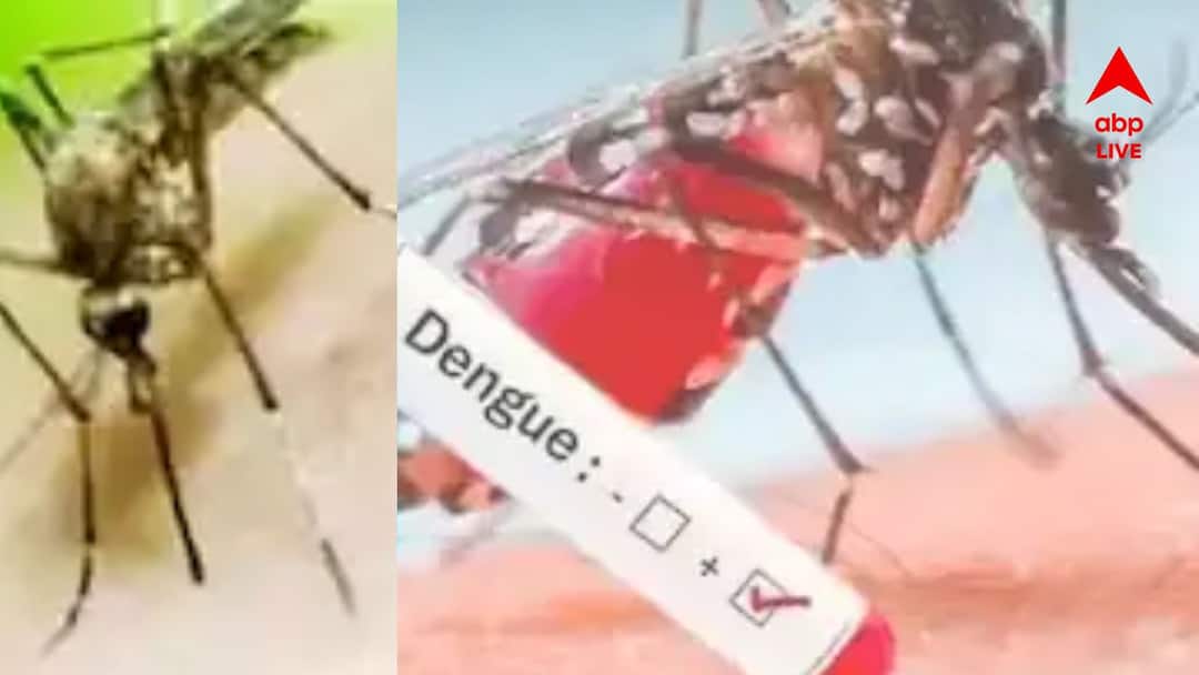 Dengue Symptoms : বাড়ছে উদ্বেগ, উপসর্গ বদলাচ্ছে ডেঙ্গি, দেখা দিচ্ছে কী কী নতুন সমস্যা ? Dengue Symptoms changing as breathing problem taste change creates concern among increasing cases Dengue Symptoms : বাড়ছে উদ্বেগ, উপসর্গ বদলাচ্ছে ডেঙ্গি, দেখা দিচ্ছে কী কী নতুন সমস্যা ?