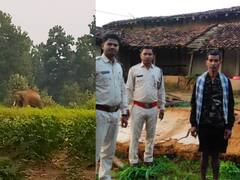 कोरिया में दल से बिछड़े हाथी ने एक ग्रामीण को किया घायल, फसलों को पहुंचाया नुकसान