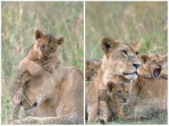 ममता की छांव में बेफिक्र होकर खेलते नजर आए शेर के बच्चे, दिल जीत लेगा वीडियो