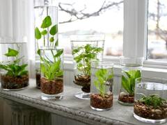 Home Gardening: पानी के जार में उगायें ये 5 हर्बल प्लांट्स, सेहत के साथ-साथ जेब भी रहेगी दुरुस्त