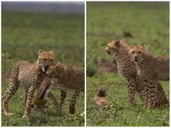 मां के सामने बेबी चीता ने किया अपना पहला शिकार, भाई ने दिया पूरा साथ