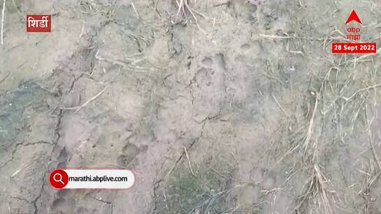 Shirdi Leopard : शिर्डीच्या शिवेवर बिबट्याच्या पायाचे ठसे आढळल्याने नागरिकांमध्ये भीतीचे वातावरण