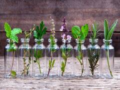 Home Gardening: पानी के जार में उगायें ये 5 हर्बल प्लांट्स, सेहत के साथ-साथ जेब भी रहेगी दुरुस्त