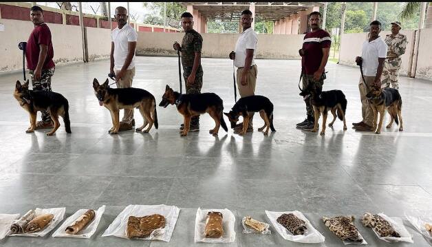 'Super Sniffer' Dog To Guard Cheetahs From Namibia, Will Save Cheetahs Safely From Poachers ਚੀਤਿਆਂ ਦੀ ਰਾਖੀ ਲਈ ਕੁਨੋ ਨੈਸ਼ਨਲ ਪਾਰਕ 'ਚ ਤਾਇਨਾਤ ਕੀਤੇ ਜਾਣਗੇ 'ਕਮਾਂਡੋ' ਕੁੱਤੇ, ਦਿੱਤੀ ਜਾ ਰਹੀ ਟ੍ਰੇਨਿੰਗ, ਸ਼ਿਕਾਰੀਆਂ ਤੋਂ ਕਰਨਗੇ ਰੱਖਿਆ