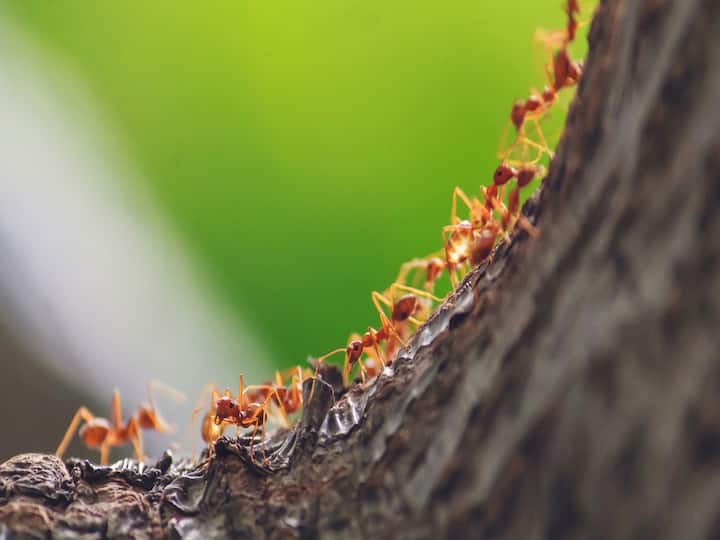 Earth has approximately 20 Thousand Million Millions ants weigh more than all wild birds wild mammals combined Ants Weight in Earth: ఈ భూమ్మీద ఎన్ని చీమలు ఉన్నాయి? వాటి మొత్తం బరువు ఎంతో మీకు తెలుసా !