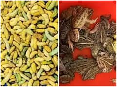 इस मार्केट में 500 रुपये किलो बिकता है रेशम का कीड़ा, चाव से जिंदा ही खाते हैं लोग