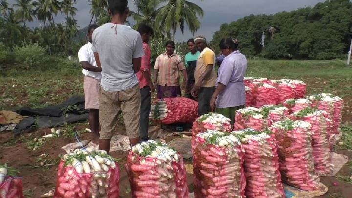 கிலோ  20 ரூபாய்க்கு விற்பனையாகும் முள்ளங்கி....மகிழ்ச்சியில் தருமபுரி விவசாயிகள்..!