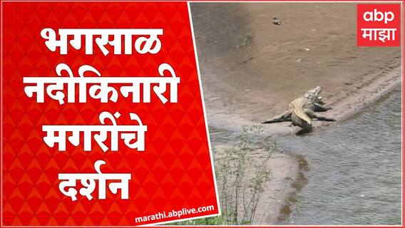 Kudal Crocodile : कुडाळमधून जाणाऱ्या भगसाळ नदी किनारी मगरीचे दर्शन : abp majha